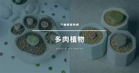 盆栽:ejy1rxtnxp0= 植物|園藝新手不踩雷，植物盆栽選擇全攻略 